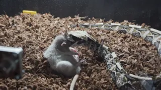 Male Gaboon Live Feeding Crazy Strike