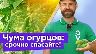 БОЛЬШЕ ЛИСТЬЯ ОГУРЦОВ ЖЕЛТЕТЬ НЕ БУДУТ! Как остановить пероноспороз и продлить плодоношение огурцов