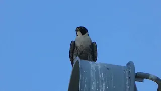 FalconCam 2022 11 10 Tower and family from outside