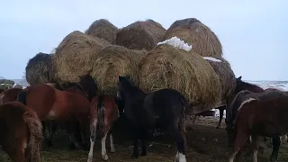 Содержание ЛОШАДЕЙ зимой.