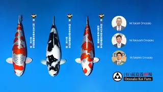 Omosako Koi Farm presentation 2021