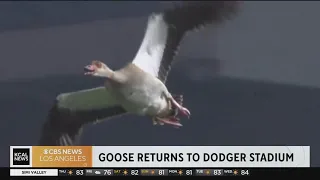 A goose flying over Dodger Stadium is nearly drilled by a foul ball