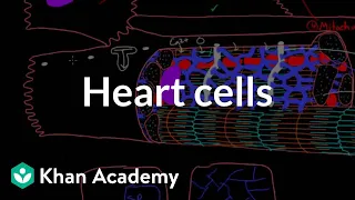 Heart cells up close! | Circulatory system physiology | NCLEX-RN | Khan Academy