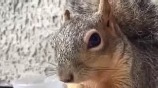 Funny Squirrel Compilation. Прикольные белки. Лучшая нарезка)