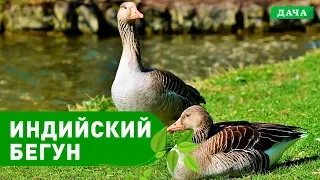 Энциклопедия домашних животных №11 - Индийский бегун