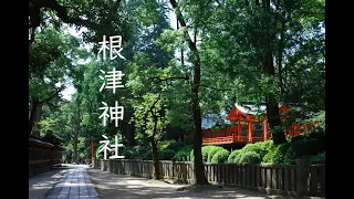 【4K】Walking around Nezu Shrine in Tokyo [根津神社]