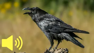 What does a Raven sound like? (Bird Sounds) - Animal Sounds