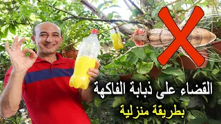 التخلص من ذبابة الفاكهة المسبب للديدان بالثمار منزلياً