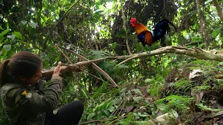 Survival skills, making traps to hunt wild chickens and wild boars that are constantly trapped