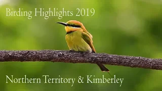 Birding Northern territory & The Kimberley Regions of Australia/ Nikon Z6/ Australian Bird Media