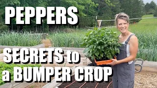 Grow PERFECT PEPPERS //  STOP using this - it's ruining your harvest // BUMPER CROP // BEST tips