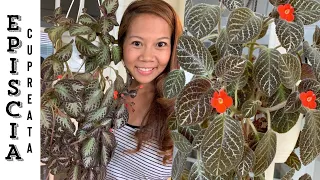 Episcia  Cupreata House Plant Care 101 🌿 | A girl with a garden