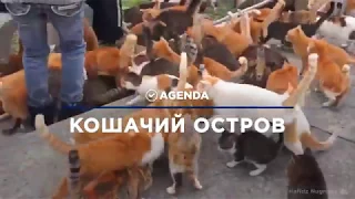 КОШАЧИЙ ОСТРОВ рай для туристов - мир котов. Миллионы кошек в отпуске.