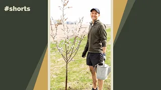 How to plant a tree #shorts