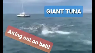 Absolutely insane GIANT BLUEFIN TUNA feeding frenzy at Oregon Inlet, North Carolina