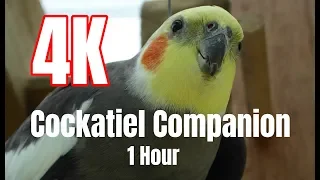 4K Cockatiel Companion 1 hour of Bird Sounds