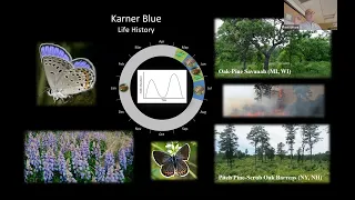 Implications of Climate Change on Karner blue butterfly Recovery in the Albany Pine Bush Preserve.