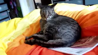 ЖЁсткий бой кота с самим собой . Cat violently beat himself