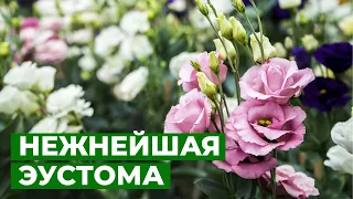 ТРЕПЕТНАЯ ИРЛАНДСКАЯ РОЗА | Высадка рассады эустомы в открытый грунт