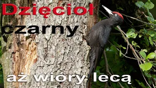 Dzięcioł czarny   #dzięcioł  #dzięcioł_czarny #Dryocopus_martius #black_woodpecker #woodpecker