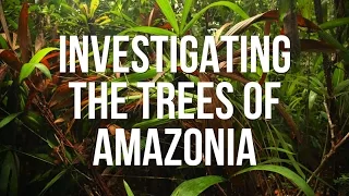 Investigating the Trees of Amazonia