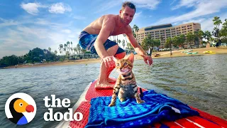 Cat Begs Dad To Let Him Come Surfing | The Dodo