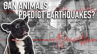 Can Animals Predict Earthquakes?