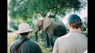 David Pocock walks with Elephants in Mana Pools Zimbabwe