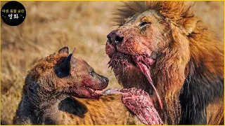30가지 잔인한 순간 사자 Vs 하이에나 죽음에 맞서 싸우다 | 싸우는 동물