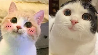 Try Not To LAUGH CATS Videos 😁 Funny Cat Memory 😹🥰 #1