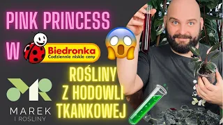 Pink Princess w Biedronce za 9 złotych😱 Rośliny z hodowli tkankowej (TC) - czy są gorsze?