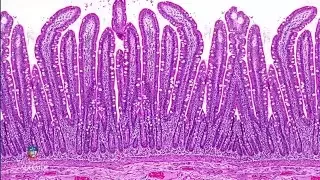 From Biopsy to Microscopy - Tissue processing for light microscopy