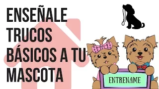 Como enseñarle trucos básicos a tu Mascota - Tips by Natalia Ospina