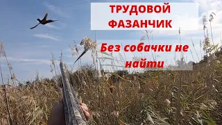 ОХОТА НА ФАЗАНА. ТРУДОВОЙ ФАЗАН, выезд 2