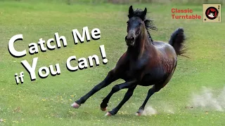 Catch Me if You Can! Fun entertainment video with music by Antonio Vivaldi.