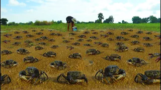 Wow unbelievable catching crabs at field, In rainy season after rain a man catch crabs a lot today