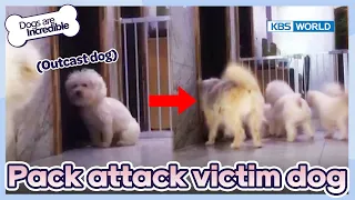 The weakest dog is attacked by the others😥 [Dogs are incredible : EP.176-2] | KBS WORLD TV 230627