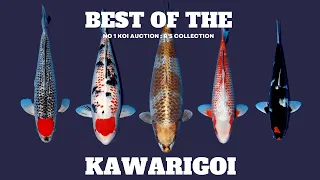 The rarest Koi in the world - Kawarigoi from R Collection