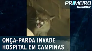 Onça-parda invade hospital no interior de São Paulo | Primeiro Impacto (23/08/22)