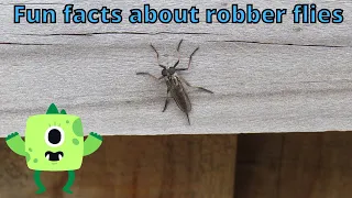 A robber fly on a fence - Some fun facts about this insect