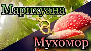 Марихуана и Мухомор, в чём опасность? | Можно ли совмещать Мухомор и Травку?