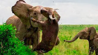 15 Times Animals Messed with The Wrong Elephant