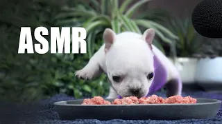 ASMR French Bulldog Puppy Eating Raw Minced Beef