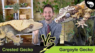 Crested Gecko vs Gargoyle Gecko | Head To Head