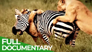 Most Dangerous On Land | Wild Ones | Episode 3 | Free Documentary Nature