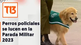 Perros y cachorros policiales se lucen en la Parada Militar 2023