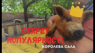 Секрет популярності свиней в Україні/Мангалиця Угорська Пухова в Миргород перспективи розвитку порід