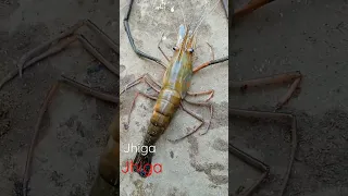 Thanks to Shrimp, These Waters StayFresh and Clean | Short Film Showcase .jhiga 1