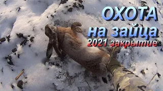 Охота на зайца 2021 по пахоте в январе. Закрытие сезона