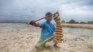 Massive mantis shrimp in madura remote island catch n cook